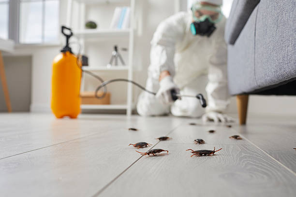 Post-Treatment Bed Bug Interceptor Monitoring in Bridgeport